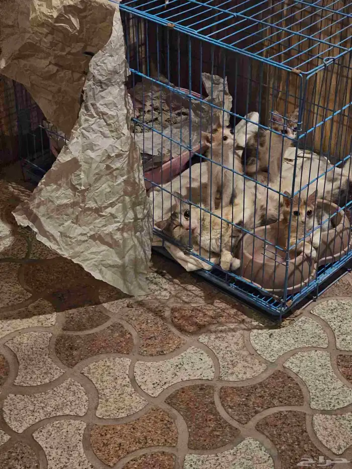 بسس فارسيه صغيره للتبني 0