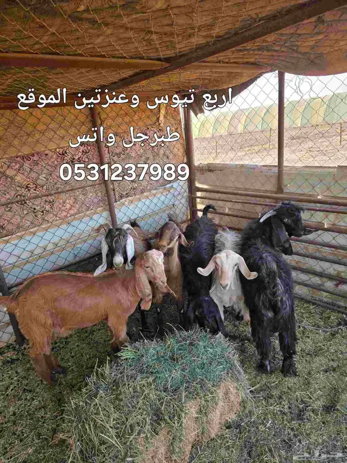 معزا وبط للبيع الموقع طبرجل 1