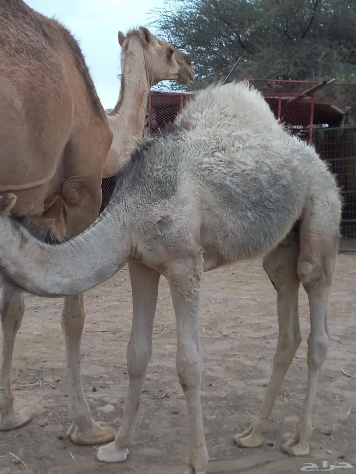قعودين لباني 4