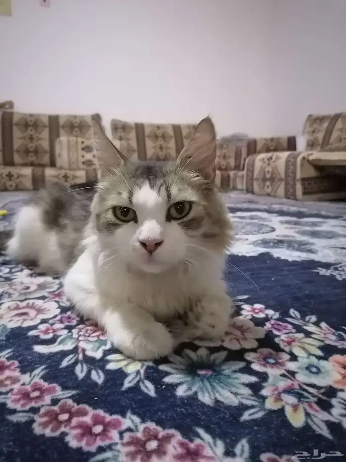 للبيع قطه وليفه جداََ ولعوبه وتقبل المسح 0