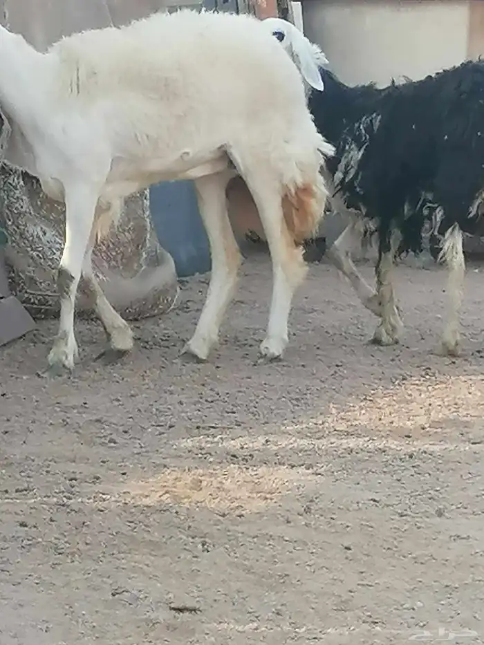 رخله حريه حرشا طيبه فرع ونعجه نجدية ا 0