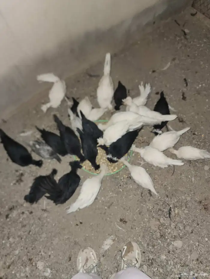 دجاج بولش 8