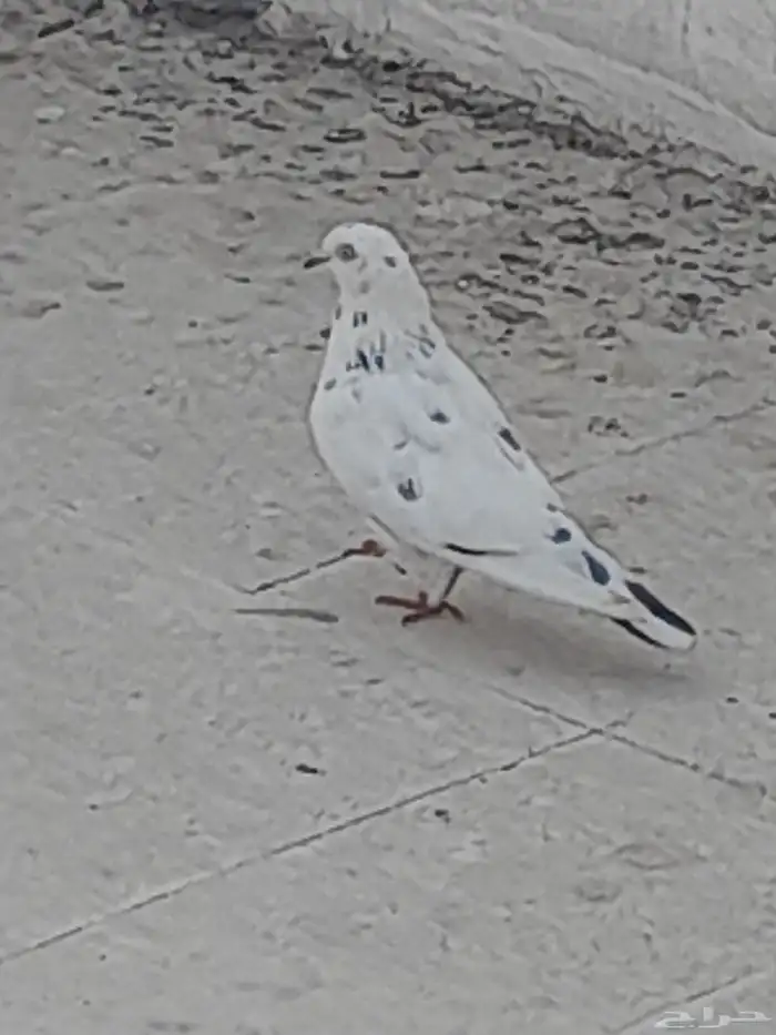 حمام منوع (بيع مستعجل) 2