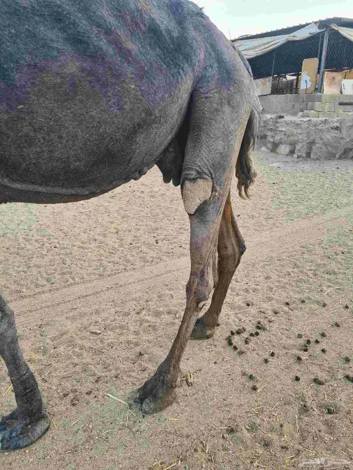 ناقه لقحه للبيع 2
