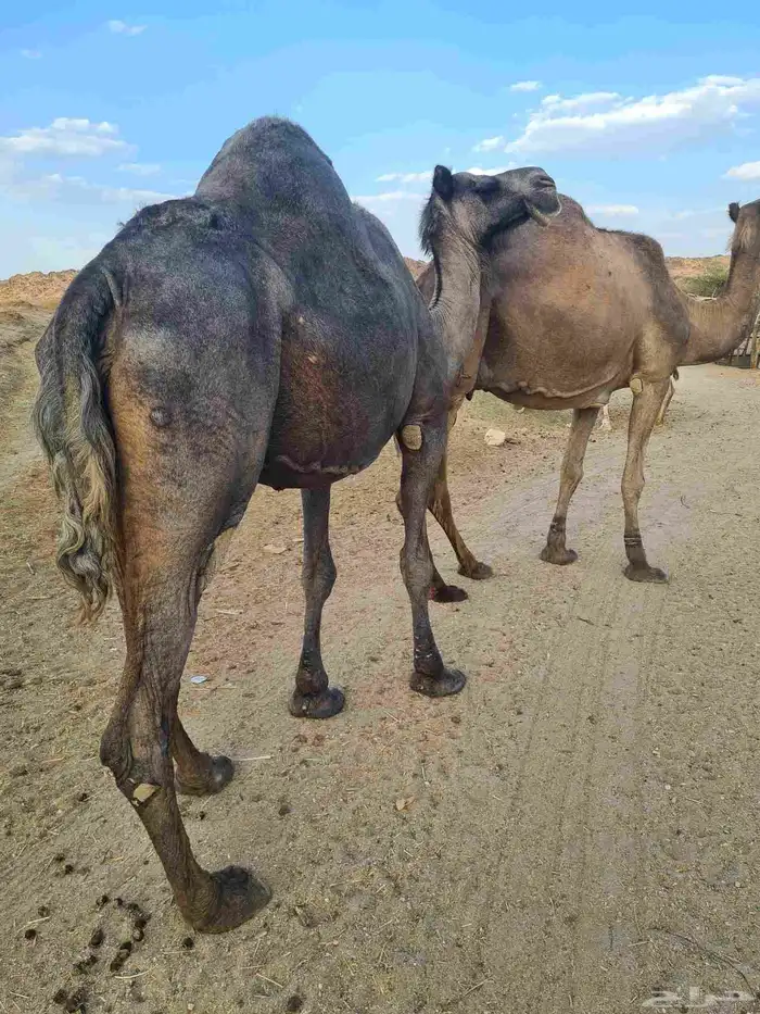 ناقه لقحه للبيع 0