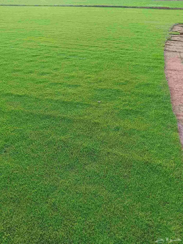 مسطحات خضراء 5