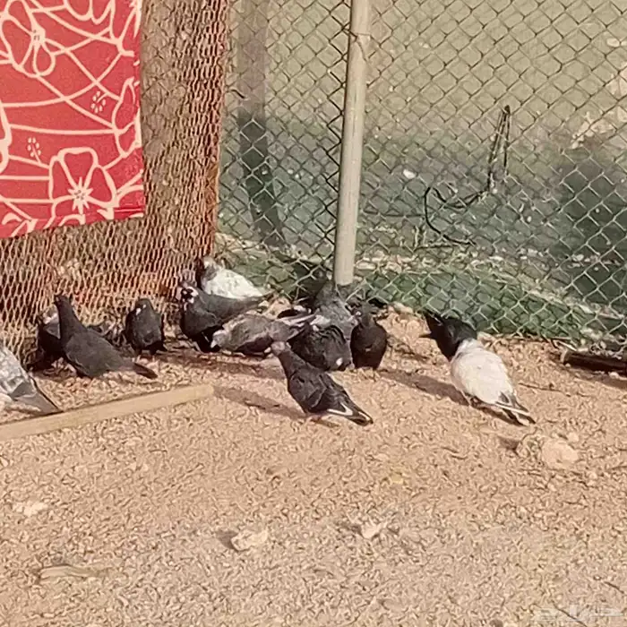 للبيع حمام قطيفي 2