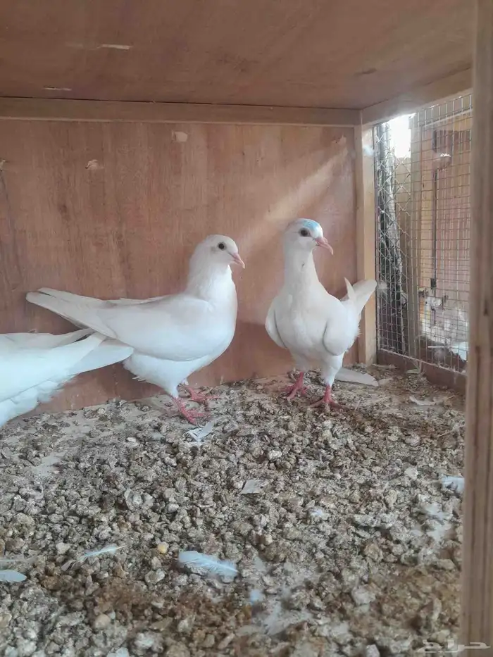 حمام فرنسي للبيع الجوز 30ريال 3