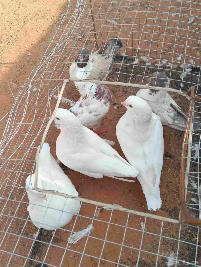 البيع حمام كنوق اجواز 3