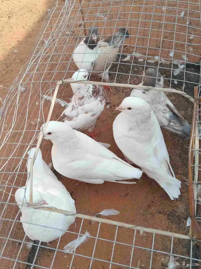 البيع حمام كنوق اجواز 2