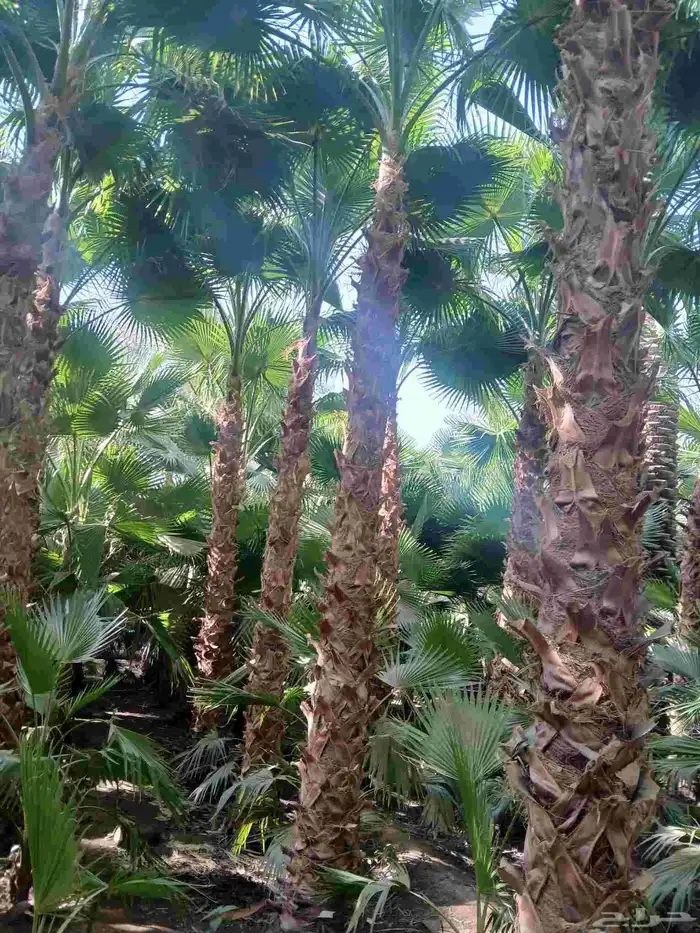 ابو يوسف لتوريد انخيل الوشنطني والأشجار وثيل 1