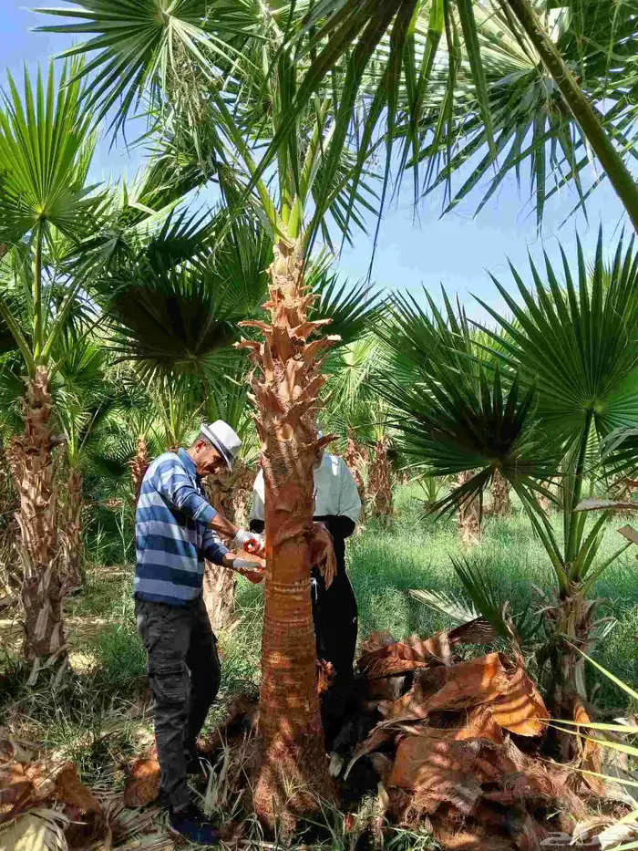 ابو يوسف لتوريد انخيل الوشنطني والأشجار وثيل 11