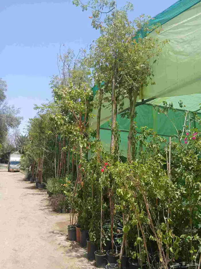 ابو يوسف لتوريد انخيل الوشنطني والأشجار وثيل 12