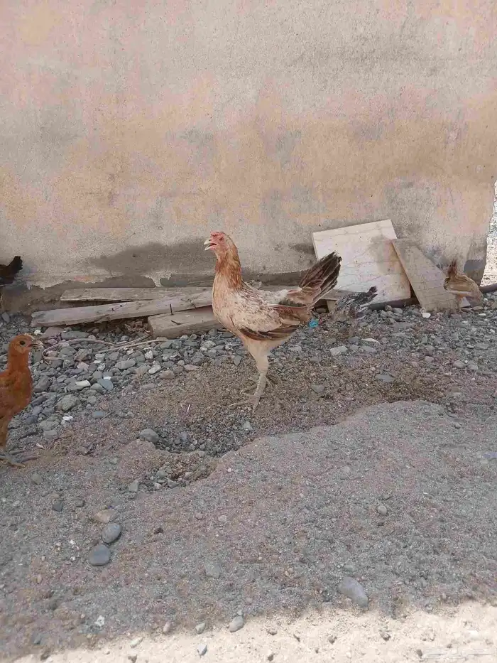 دجاج بلدي بياض 2