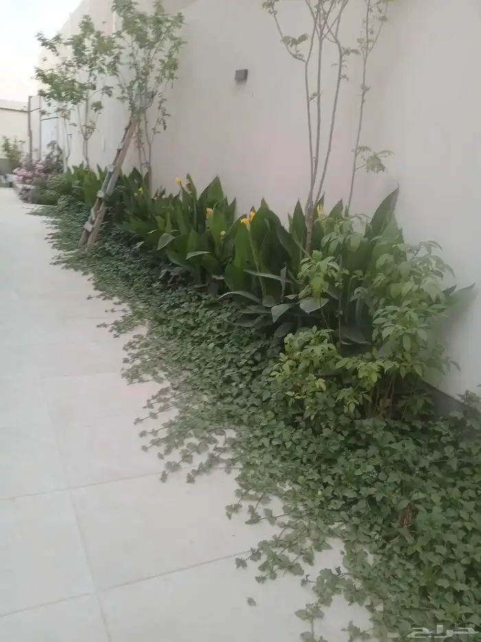 ابو يوسف لتوريد انخيل الوشنطني والأشجار وثيل 7