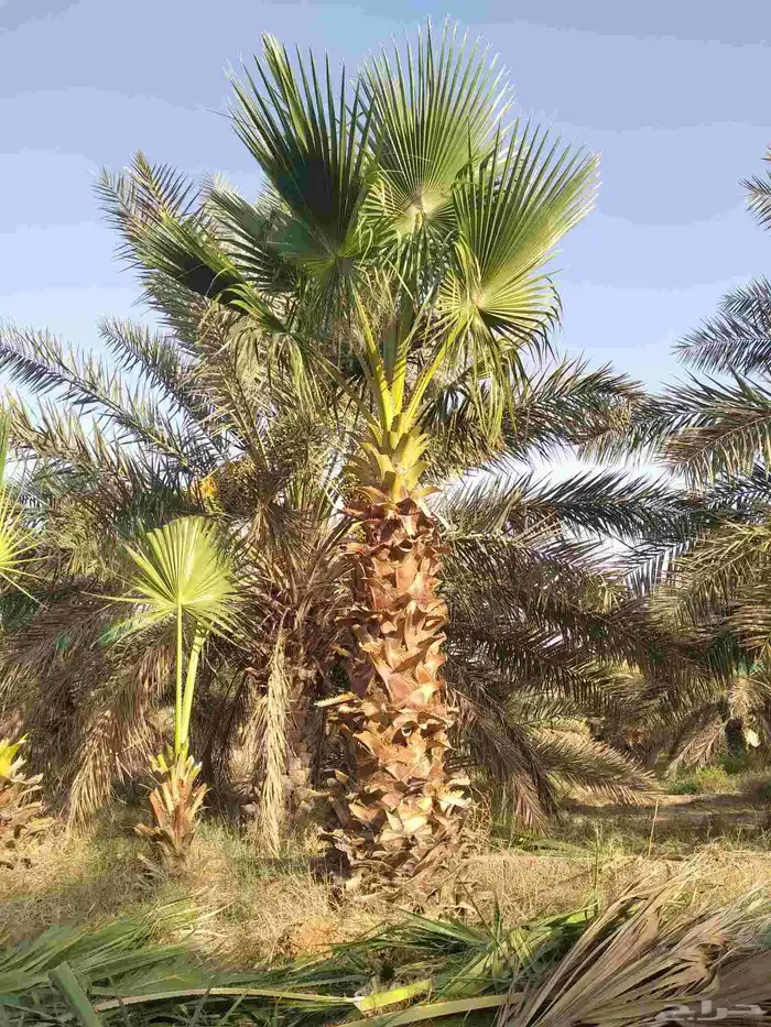 واشنطني للبيع جميع المقاسات 0