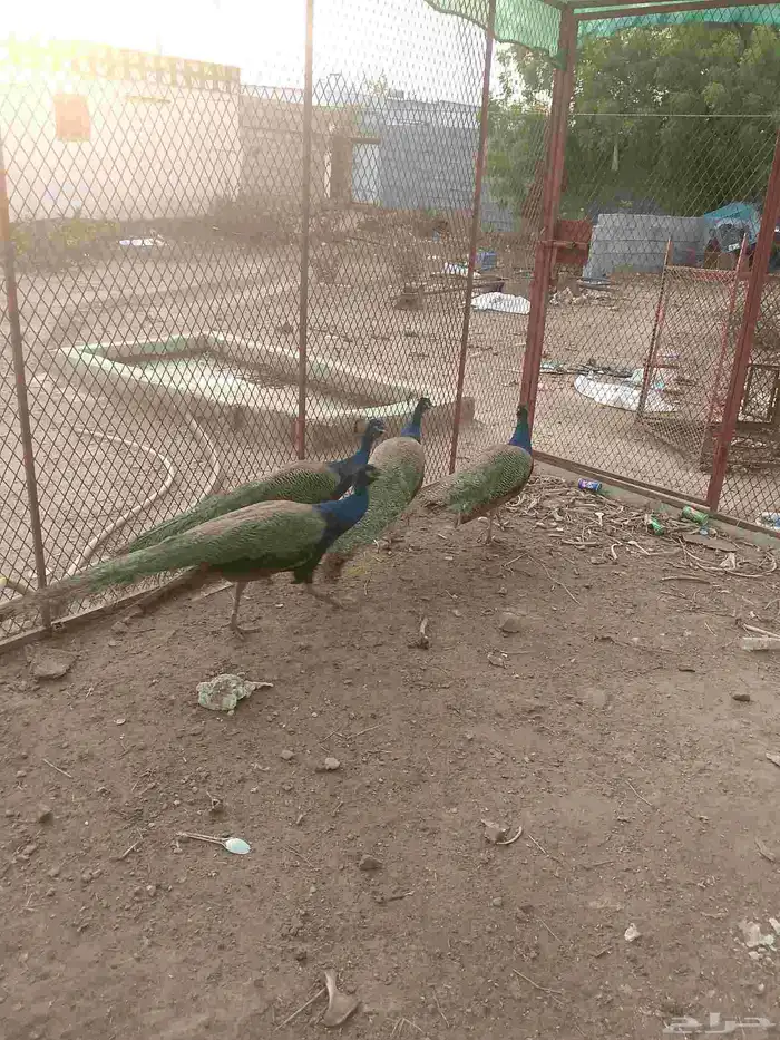 خمسه ذكرون طاووس 5