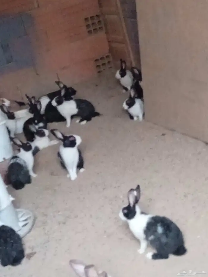 الارنب 0