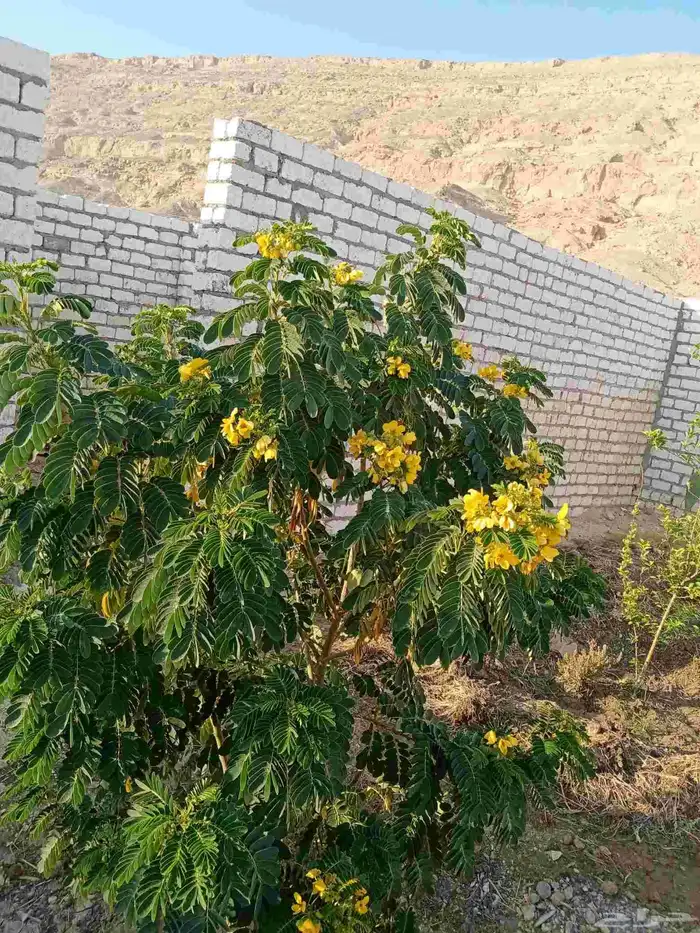 مشتل زراعي 7