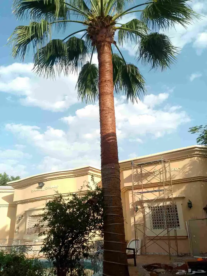 تكريب الواشنطونيا والنخيل وتنسيق الحدائق وقطع اشجار 5