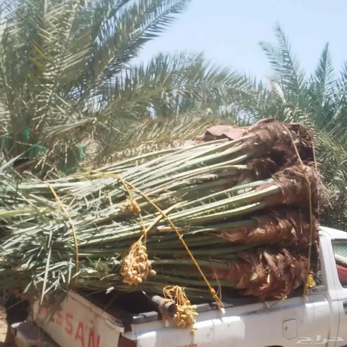 يوجد لدينا جميع انواع النخيل في السعودية للسعارالمناسبه 4