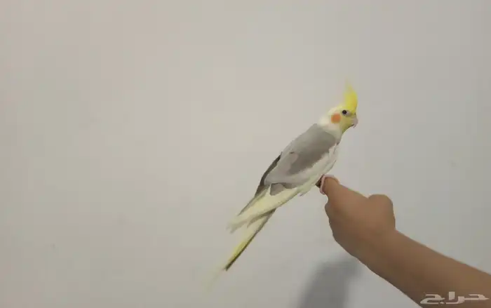 ذكر كروان للبيع 4