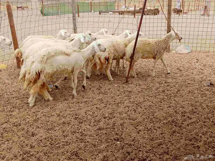 رخال العدد 12 1