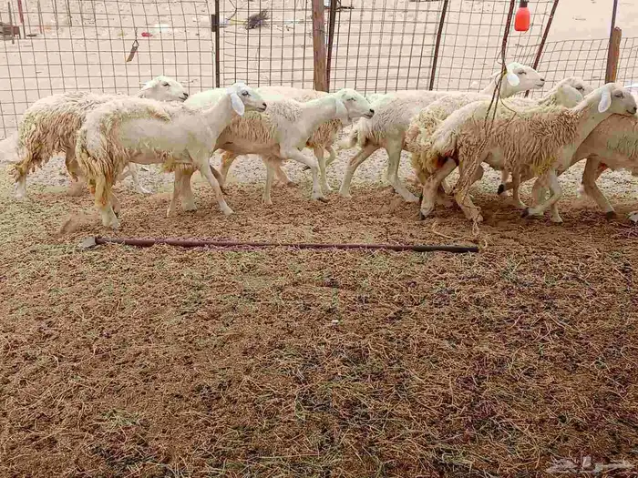 رخال العدد 12 5
