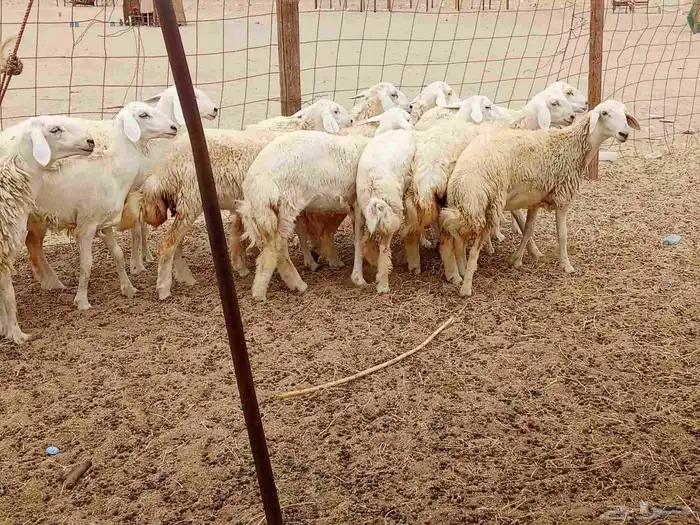 رخال العدد 12 7