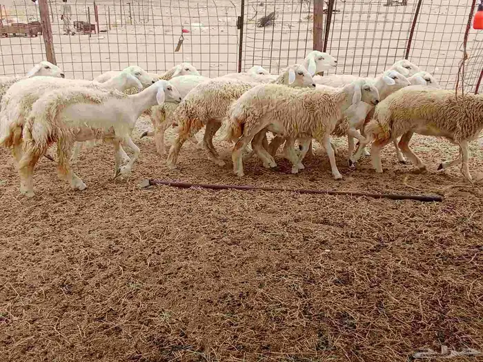 رخال العدد 12 3