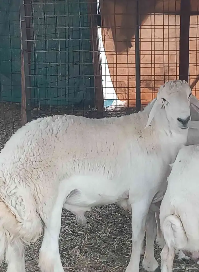 طلي جزع مشروط الضراب 5