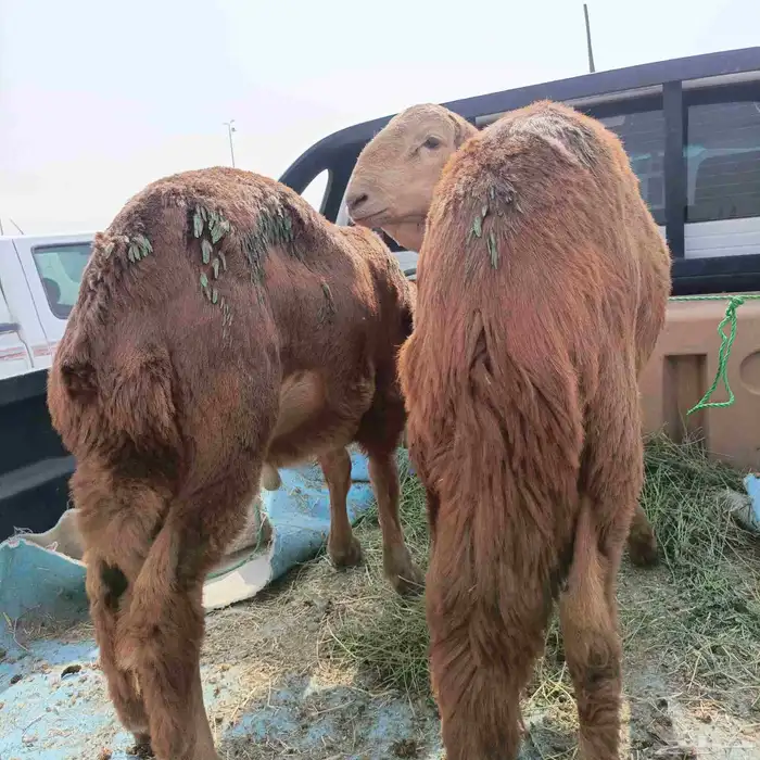 طليان سواكن 2