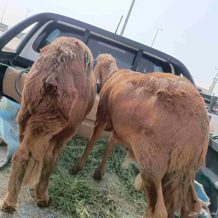 طليان سواكن 0