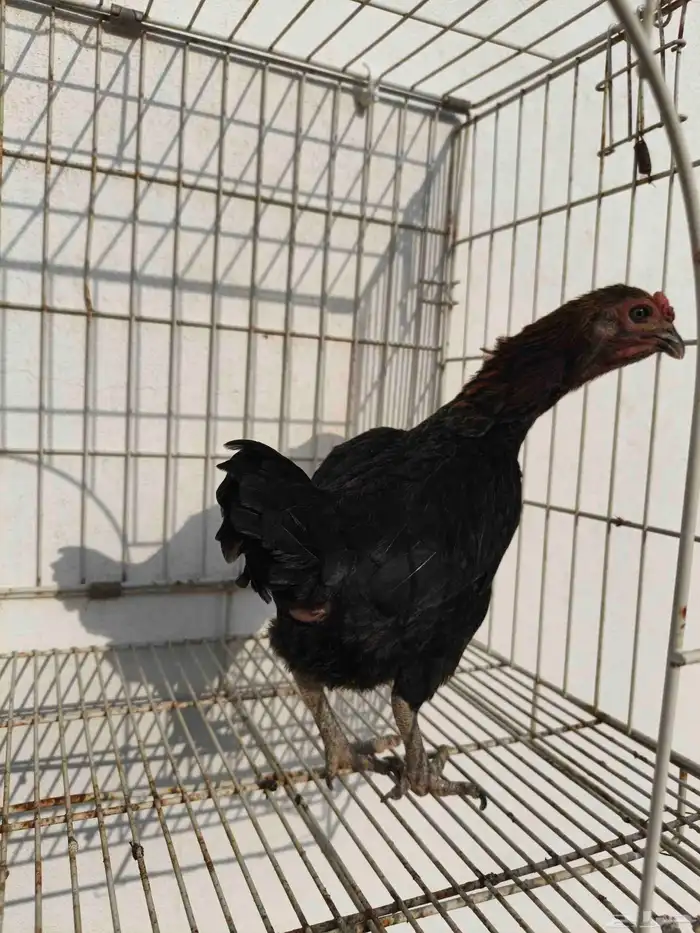 دجاجه كوشامو 2