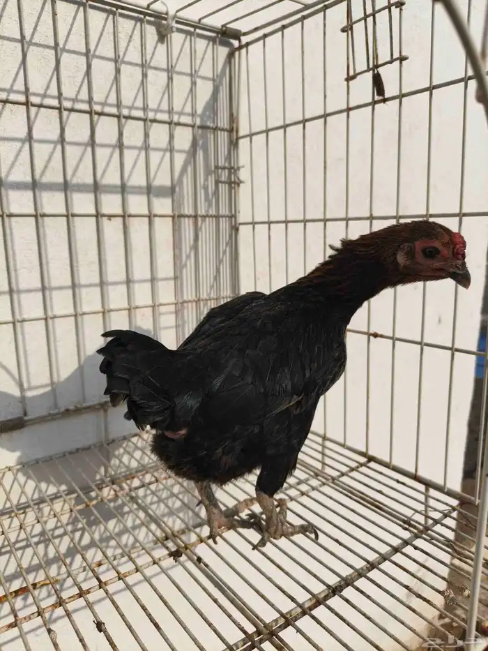 دجاجه كوشامو 0