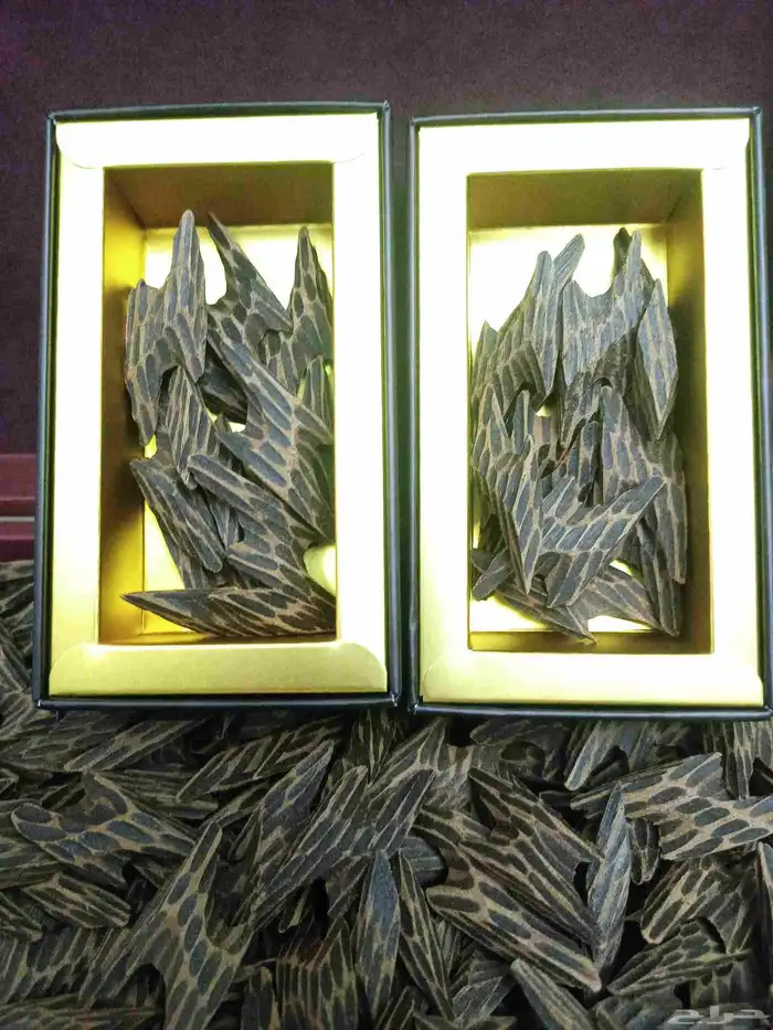 عود التايقر الاسطوري 1