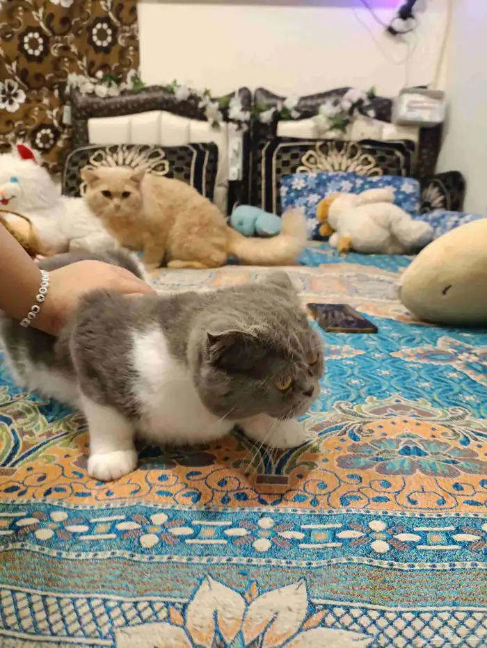 بسه للتبني 7