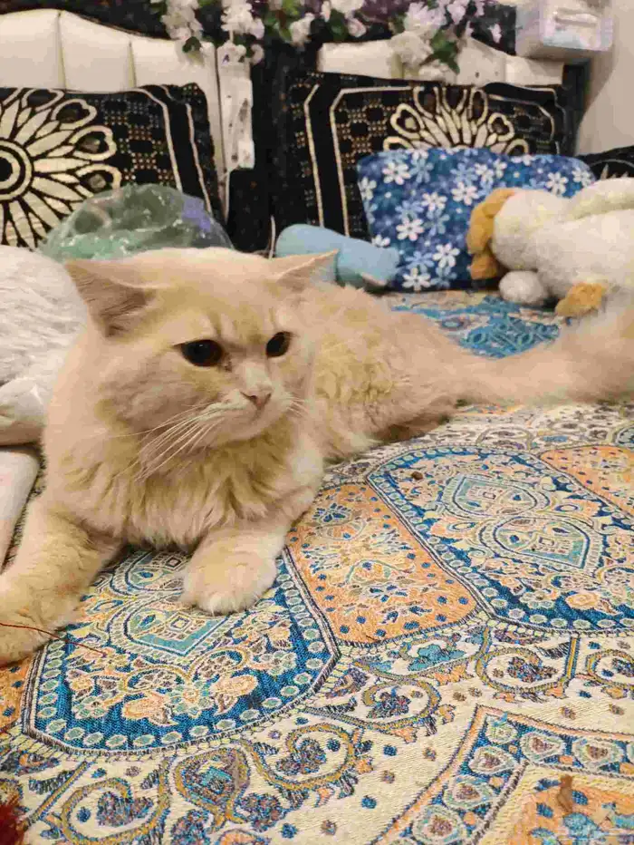 بسه للتبني 3