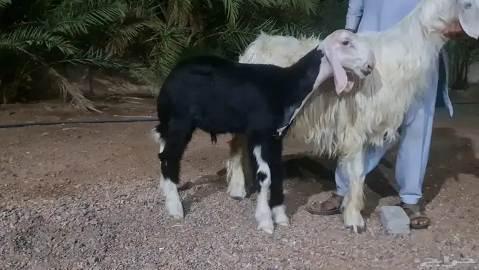 مشروع فحل نجدي 1