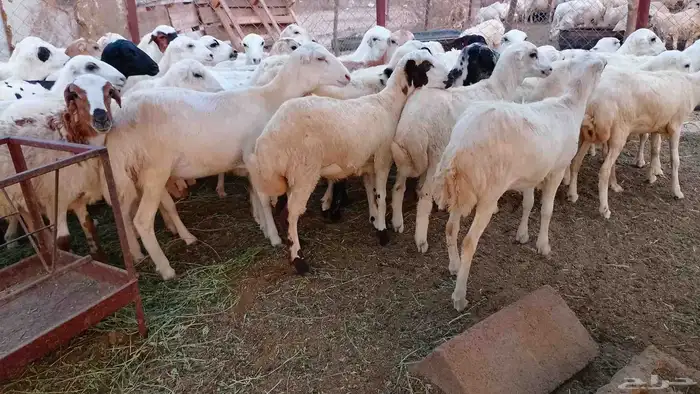 رخال رفيديات 1