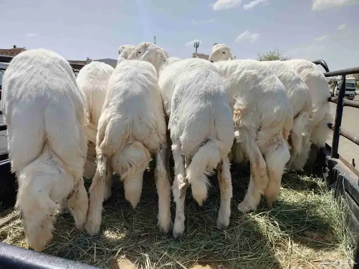 خرفان للبيع 0