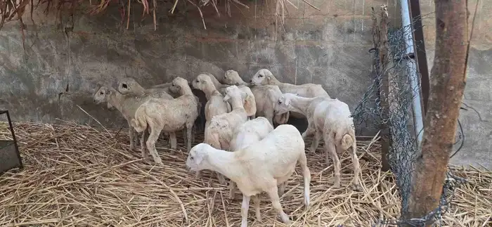 فران تربية 8