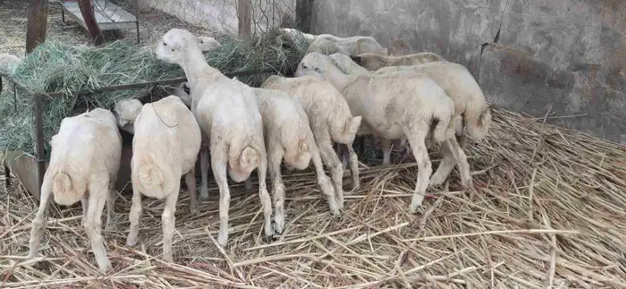 فران تربية 9
