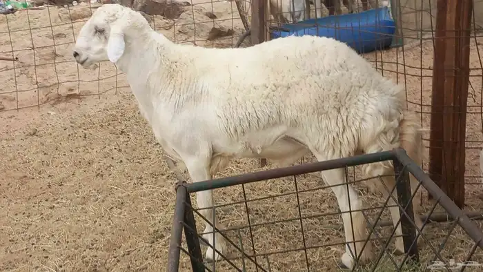 طلي جزع مشروط الضراب 0