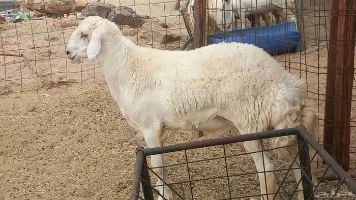 طلي جزع مشروط الضراب 1