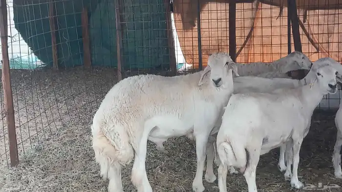 طلي جزع مشروط الضراب 6