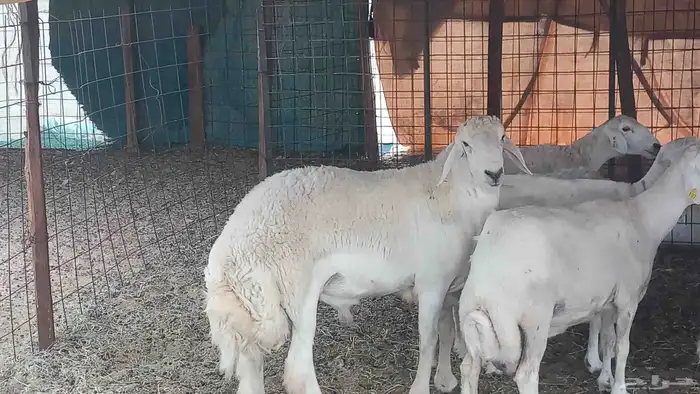 طلي جزع مشروط الضراب 3