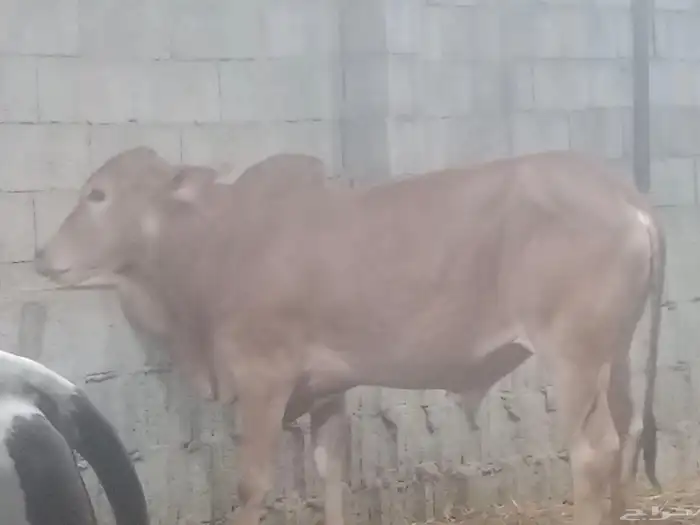 آحد رفيدة طريق لازمة خلف أسواق المفيد 2