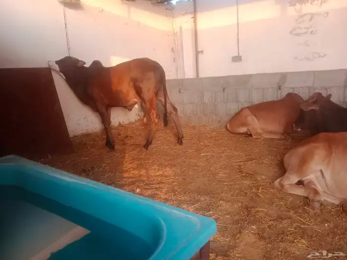 آحد رفيدة طريق لازمة خلف أسواق المفيد 3