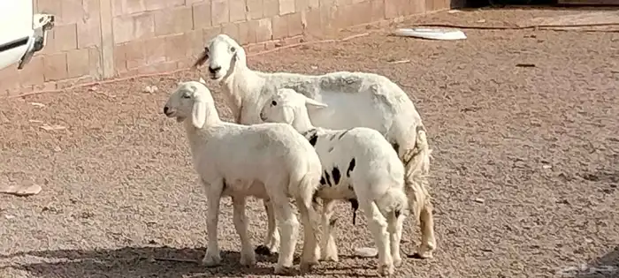 حريه والد توم خرفان عمرهم 3 أشهر 5